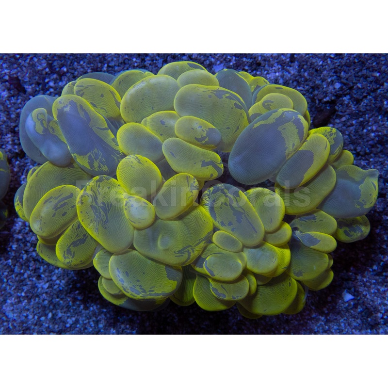 Solar Eclipse Plerogyra (Plerogyra sp.)