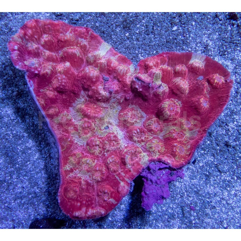 Solar Flare Chalice Coral (Echinophyllia sp.)