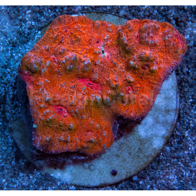Solar Flare Chalice (Echinophyllia spp.)