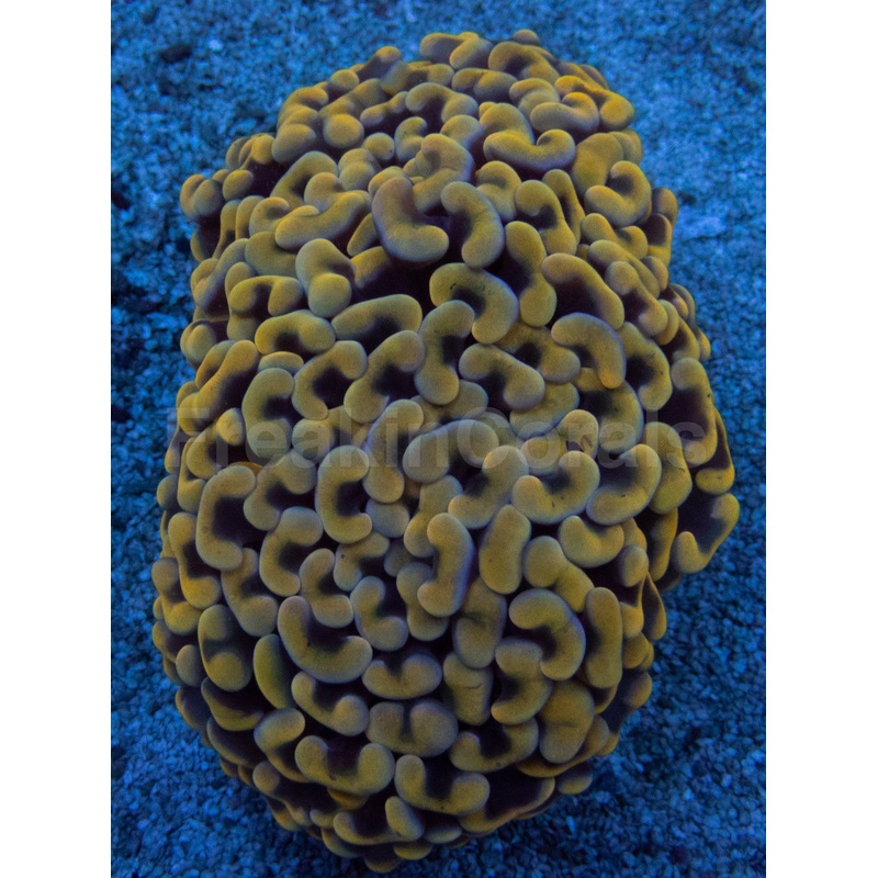 Solar Flare Euphyllia (Euphyllia paraancora)
