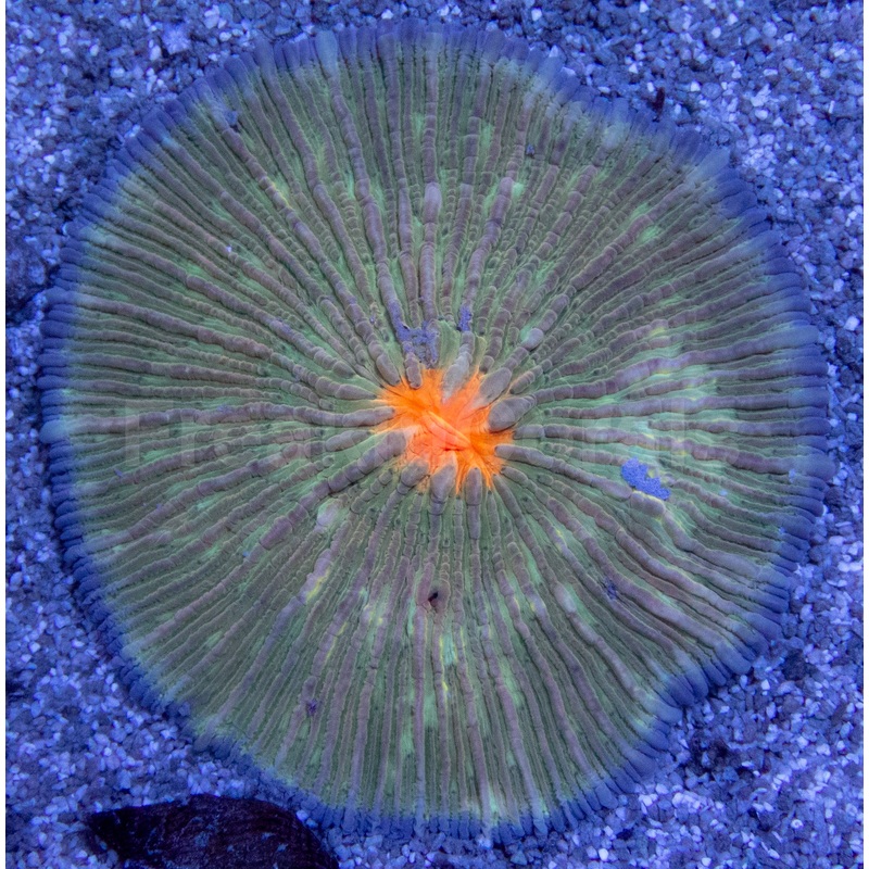 Solar Flare Fungia (Fungia spp.)