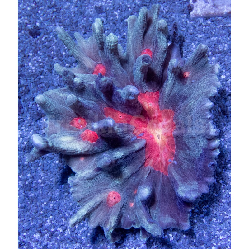 Solar Flare Pectinia (Pectinia spp.)