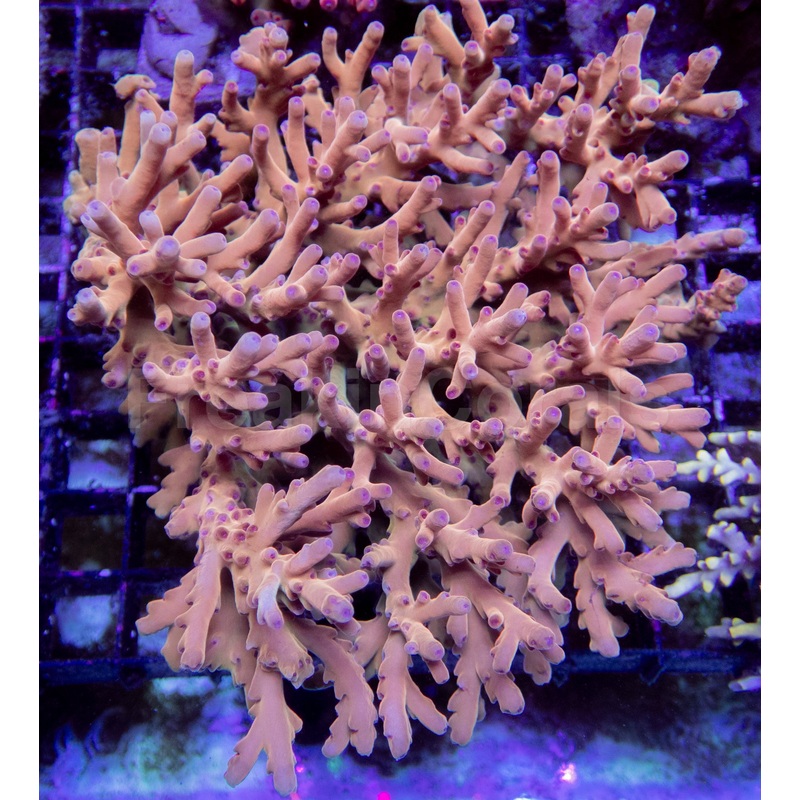 Solarflare Goldfinger Acropora (Acropora sp.)