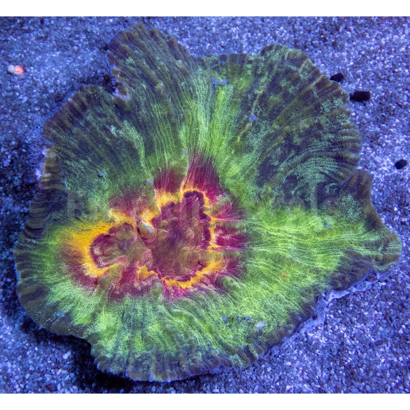Solaris Crown Austrolomussa (Collector Piece, Unique Worldwide)