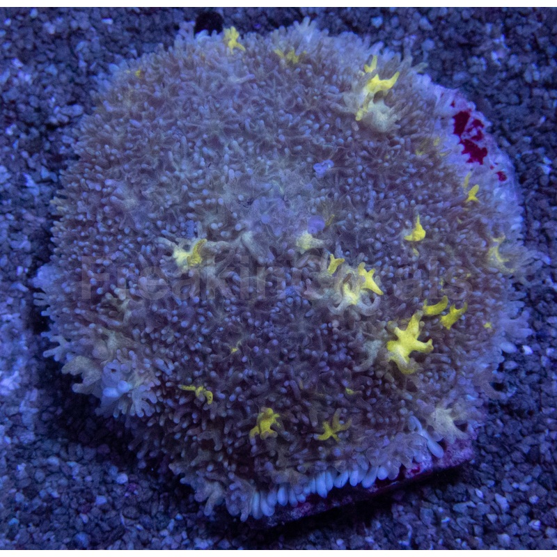 Stormburst Rodhactis (XL Size)