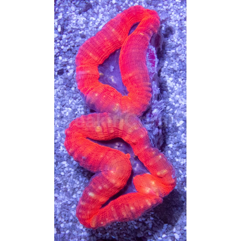 Sunburst Ember Lobophyllia (Lobophyllia sp.)