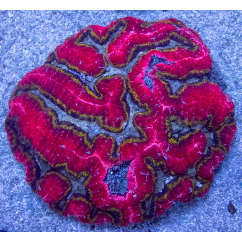 Supernova Spectrum Symphillia (Symphillia spp.)