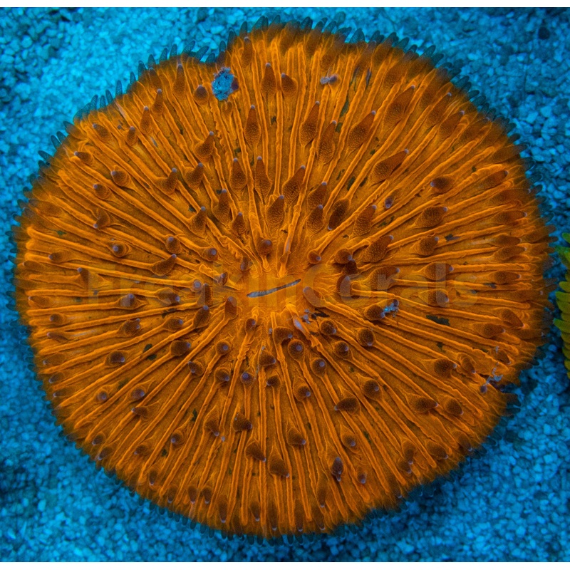 Tangerine Glow Fungia