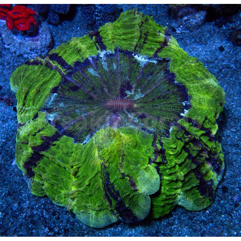 Tidal Dream Acanthophyllia