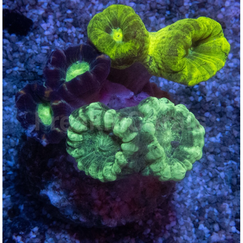 Tri-Color Caulastrea Mini Colony (Caulastrea spp.  Aussie Origin)