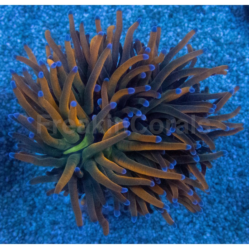 USA Holy Grail Grade B Torch Coral (Euphyllia glabrescens  Grade B Variant)