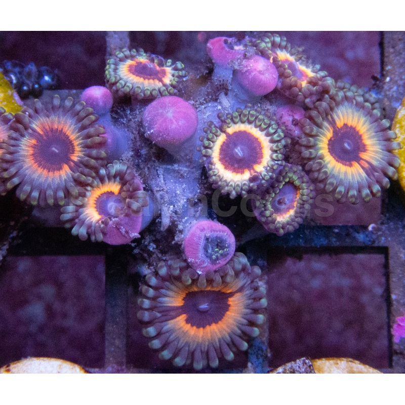 Vampire in Drag Zoanthus (Zoanthus spp.  Hypnotic Neon Royalty)