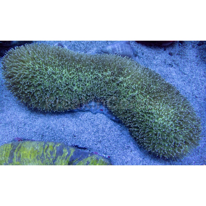 Verdant Majesty Lobactis (Lobactis scutaria)