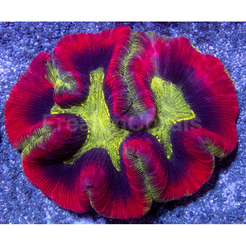 Welsophyllia Radiant Blaze
