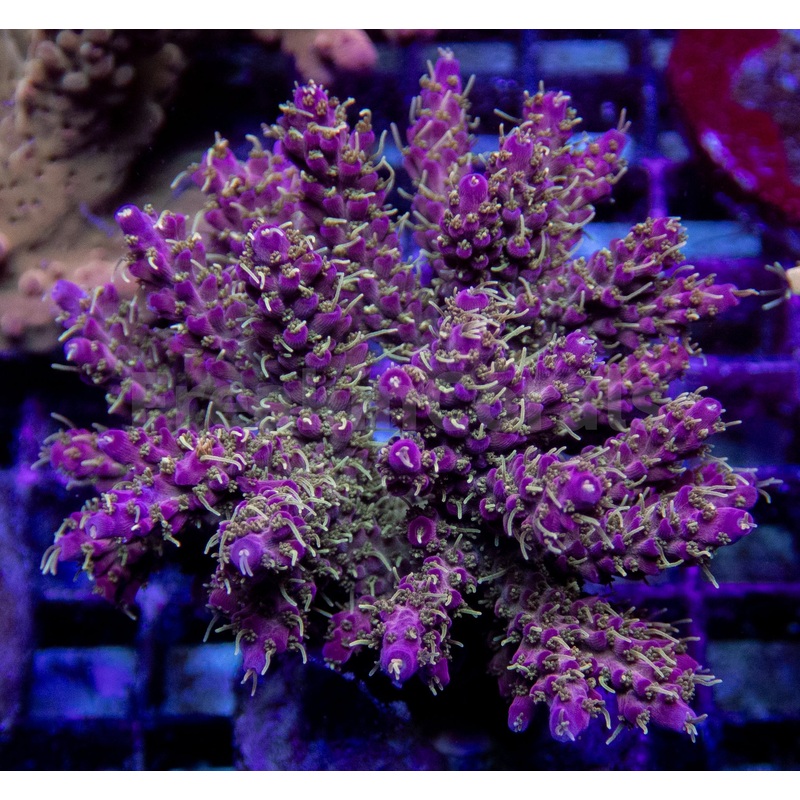 Zombie Purple Polyp Acropora (Cut to Order)