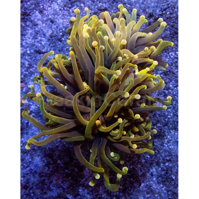 24K Torch Coral