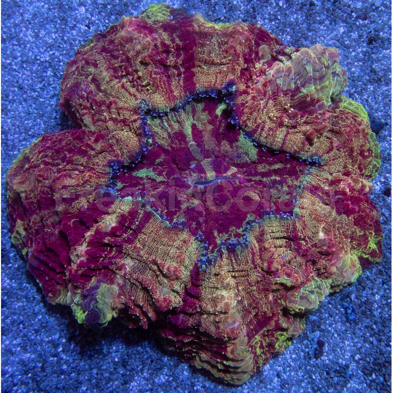 Acanthophyllia Gold Devil  Farmed Acanthophyllia deshayesiana