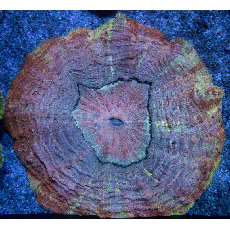 Acantophyllia deshayesiana  Orange and Gold with Grey Lashes