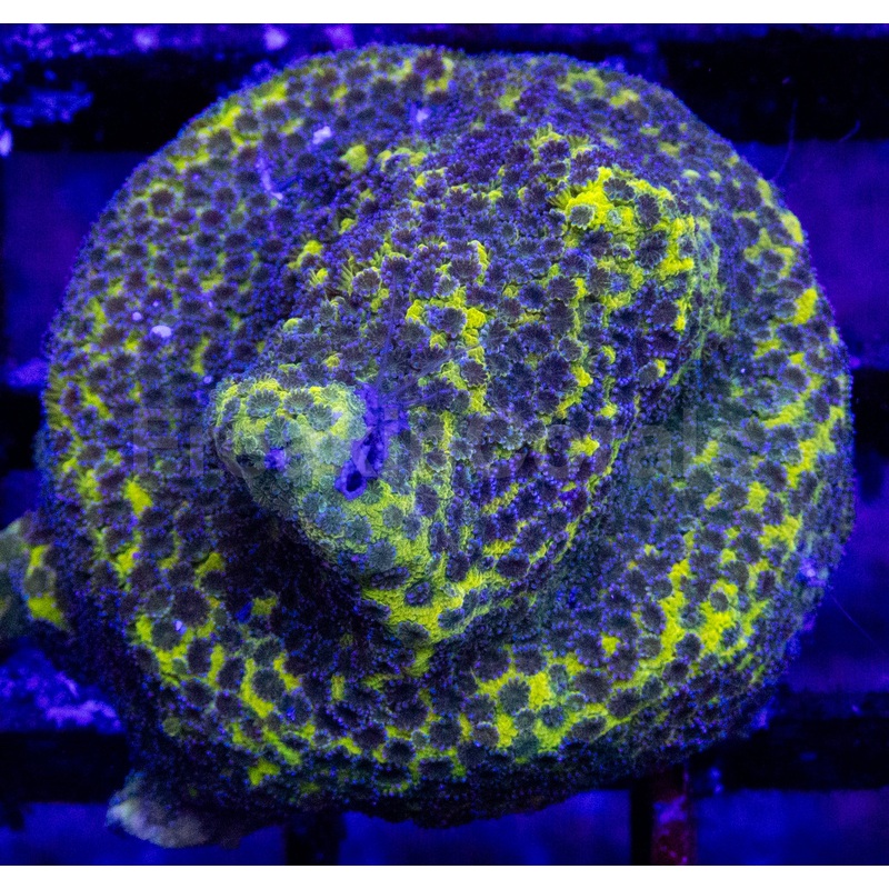Apple Berry Montipora