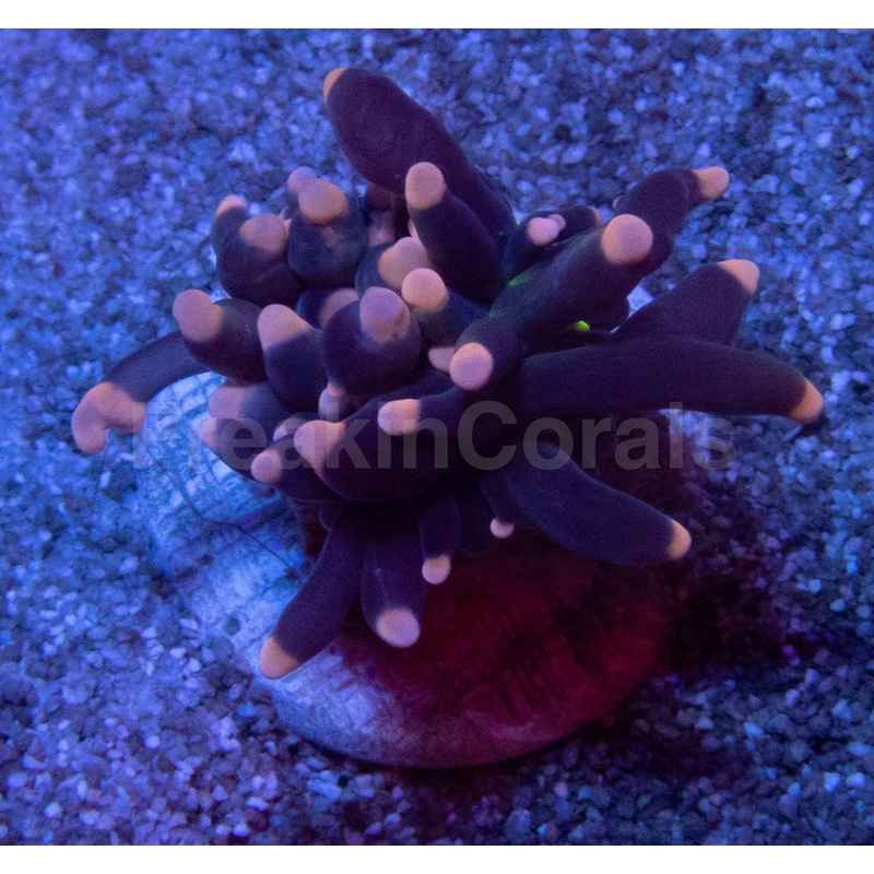 Black Joker Torch Coral