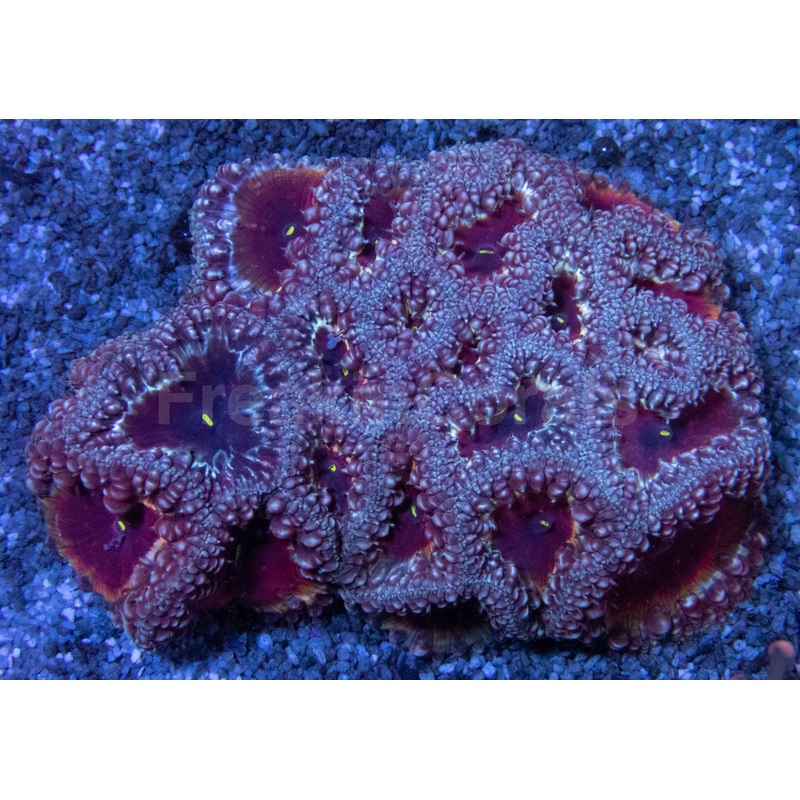 Blastomussa wellsi  Red with White Border