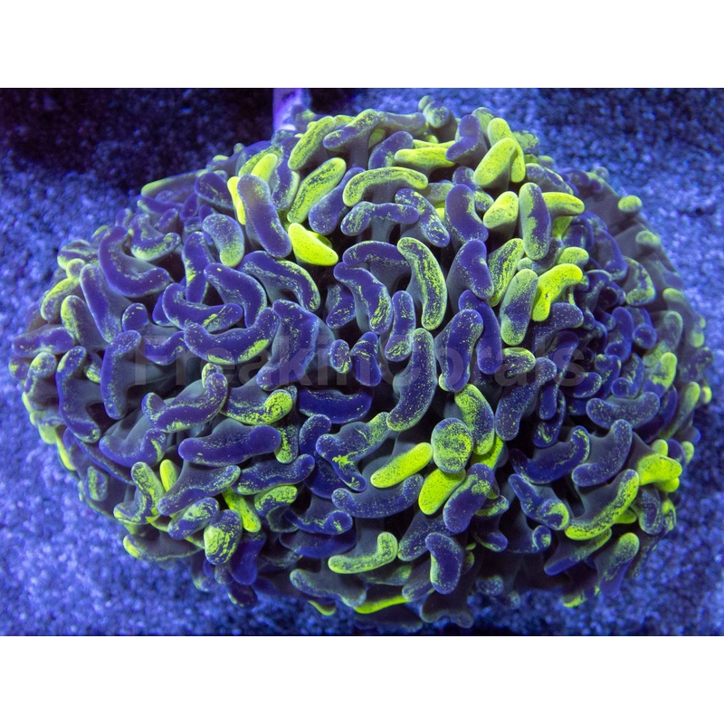Blotchy Ancora Euphyllia  Australia Ultra Fluor
