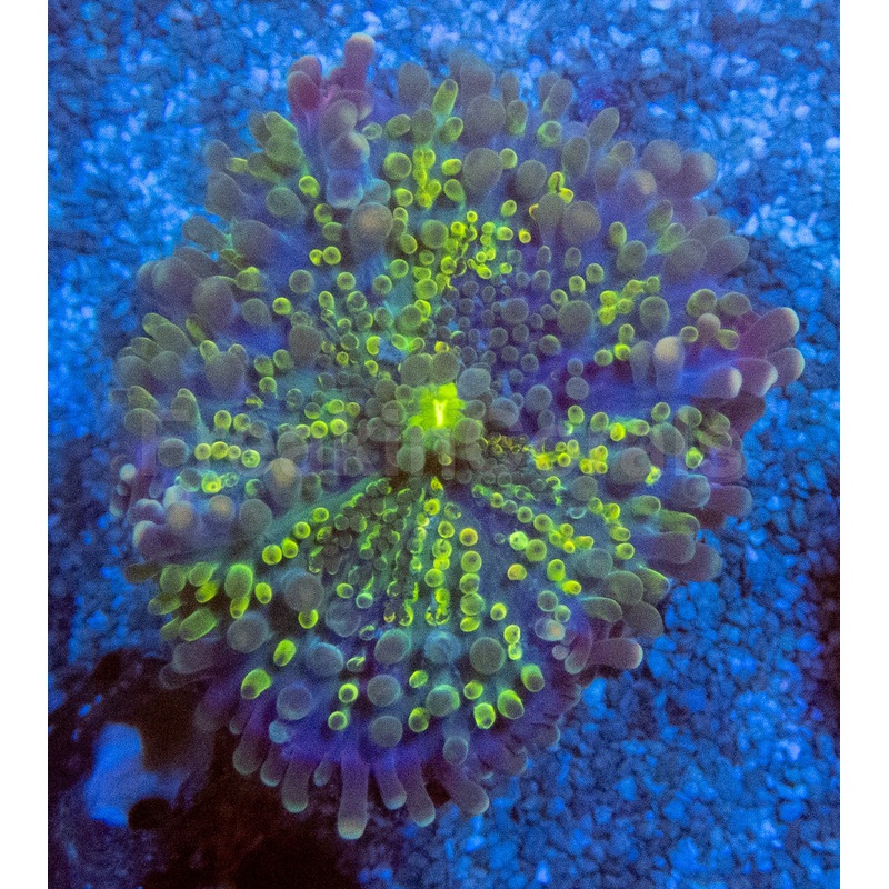 Blue & Yellow Bubble Ricordea Yuma