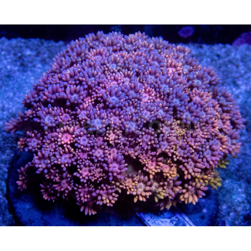 Blue & Yellow Rainbow Goniopora Colony  Size M