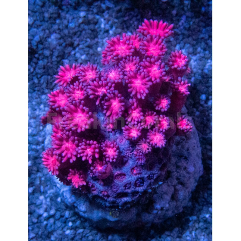 Cotton Candy Bloom Goniopora