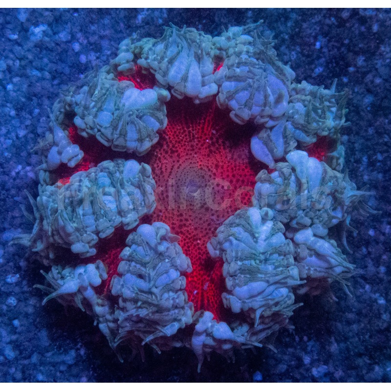 Crucifer Anemone Red Ultra
