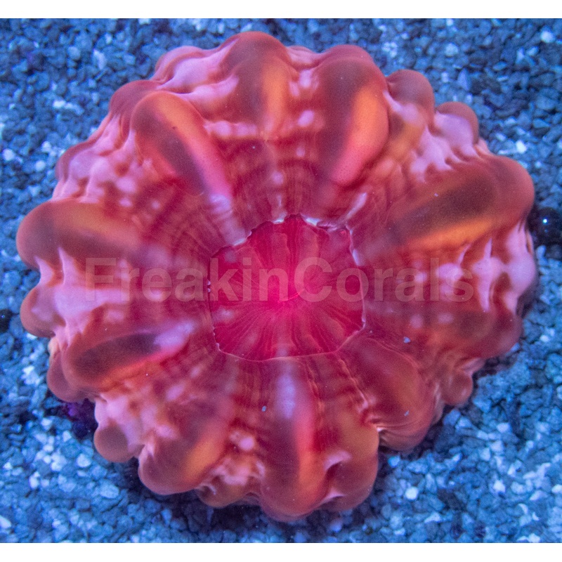 Cynarina "Glass Red Shimmer"  Size S/M