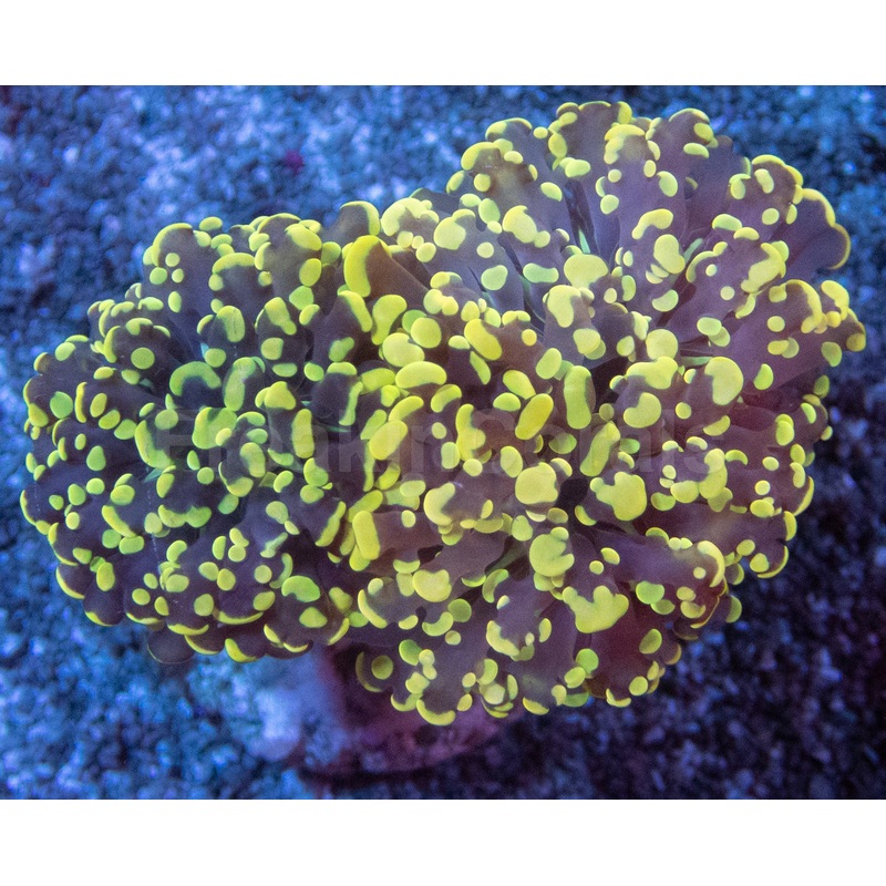 Double Head Honey Yellow Euphyllia yamamensis