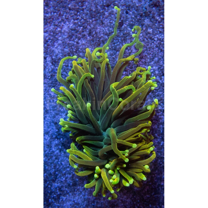 Dragon Soul Torch Coral  Green Variant