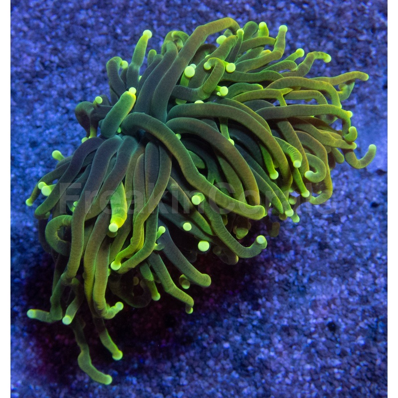 Dragon Soul Torch Coral  Green Variantlps
