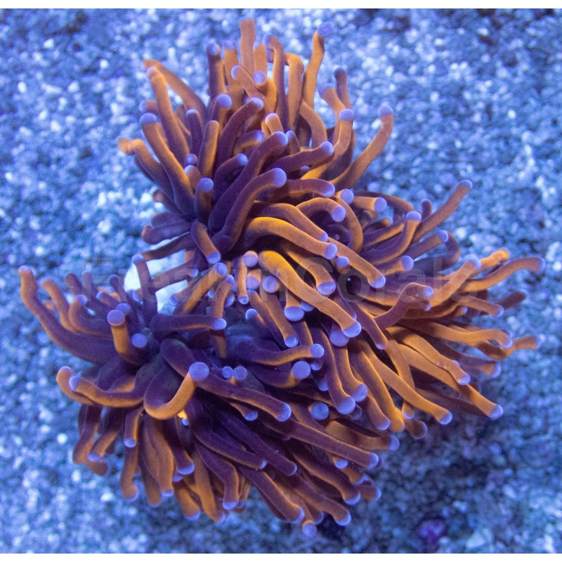 Euphyllia Hellfire Torch