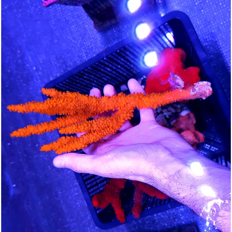 Finger Sponge  Red/Orange (Ptilocaulis sp.)