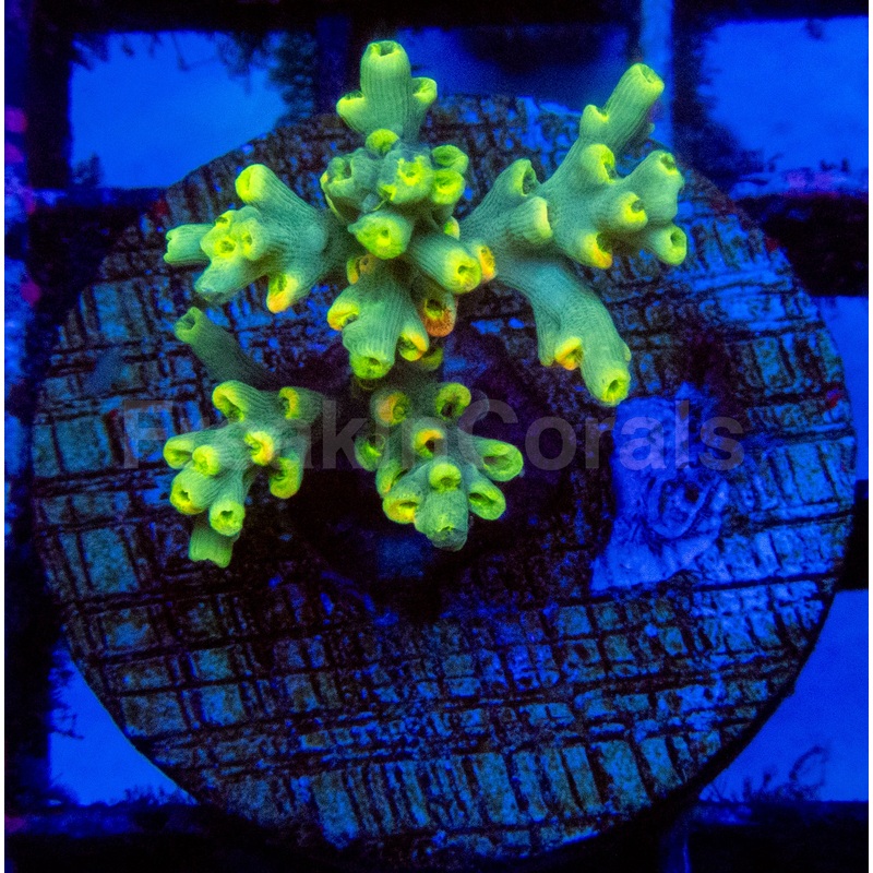 Flaming Sunrise Speciosa Acropora Frag
