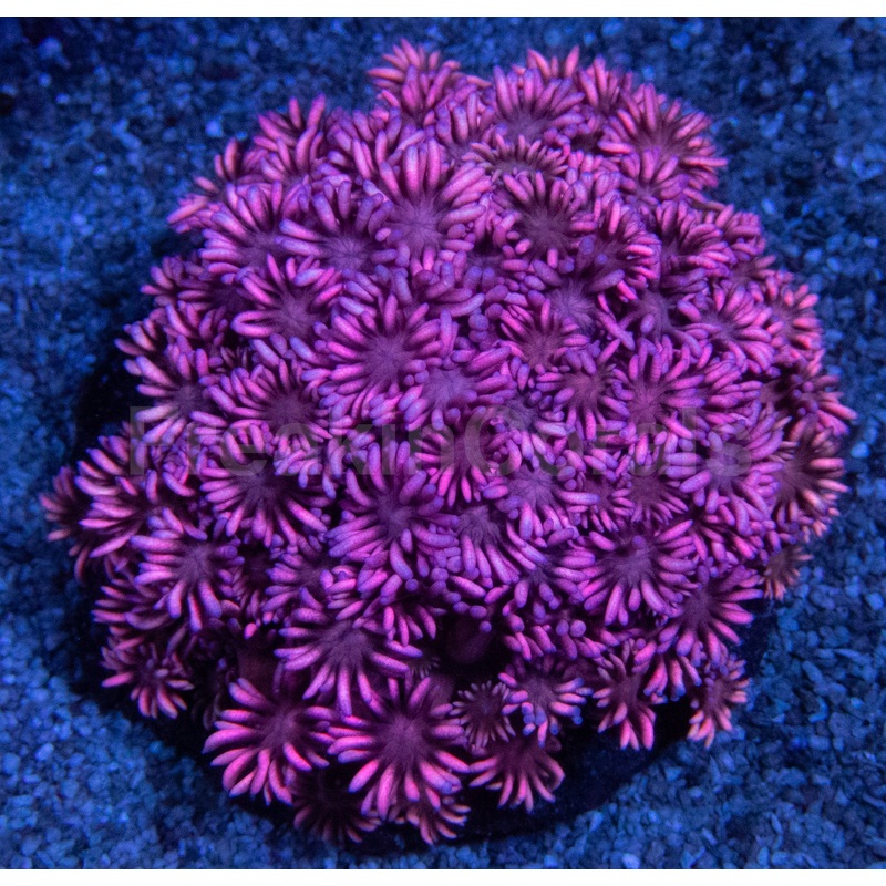 Full Pink Goniopora Colony