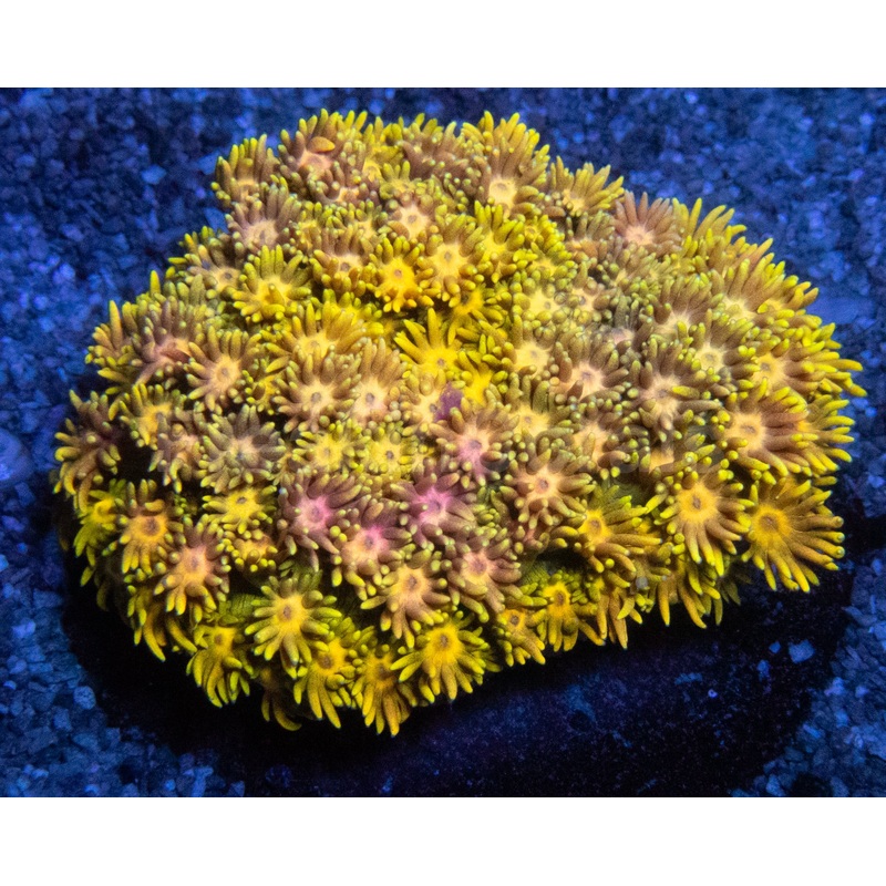 Full Yellow Goniopora Colony Australia - Ultra Colour