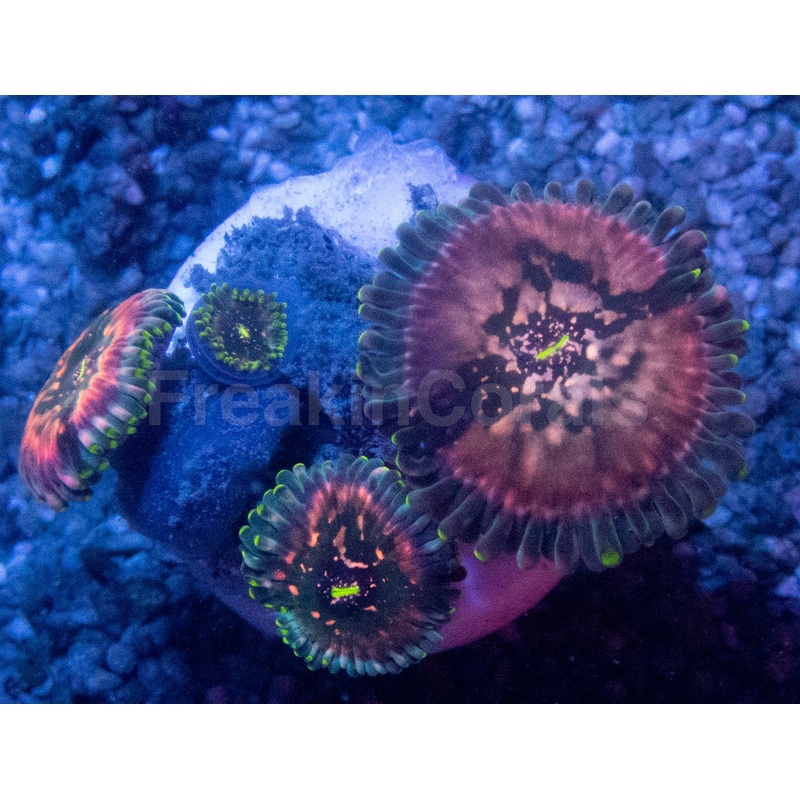 Galaxea Green Speckled Zoanthid