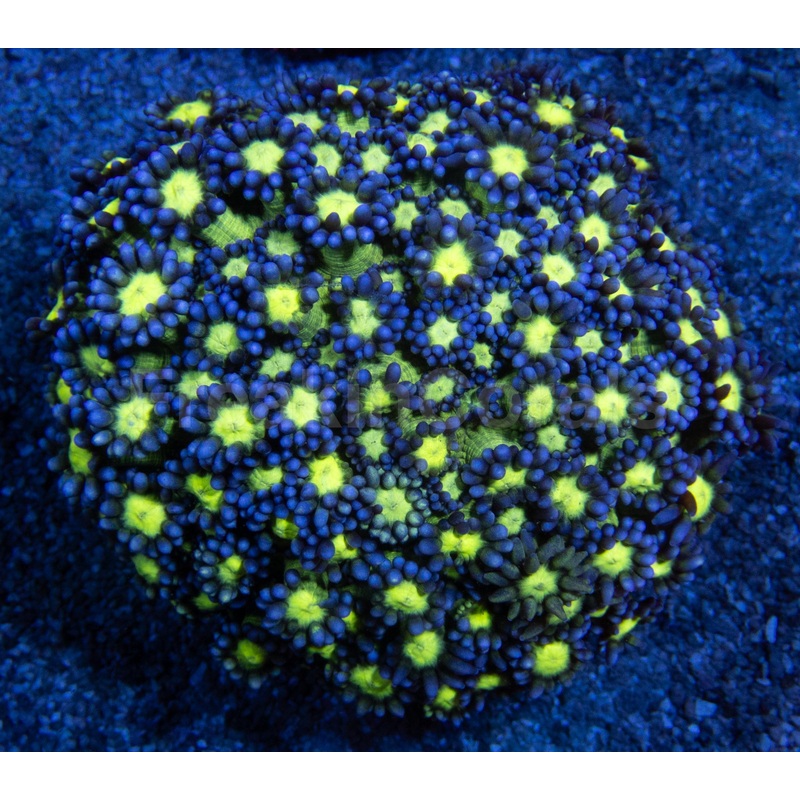 Glitter Goniopora Colony