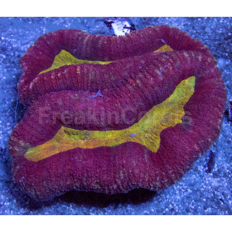 Gold Mouth Red Lobophyllia