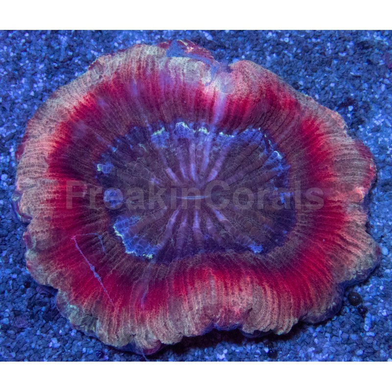 Gold Rim Red and Yellow Trachyphyllia Indonesia