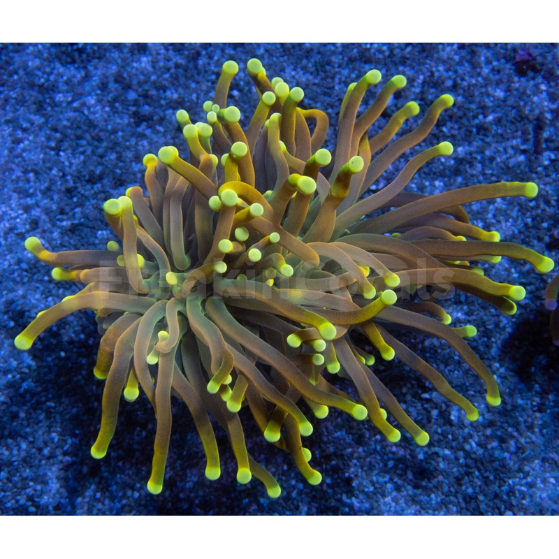 Golden Sunburst Double Head Torch Coral