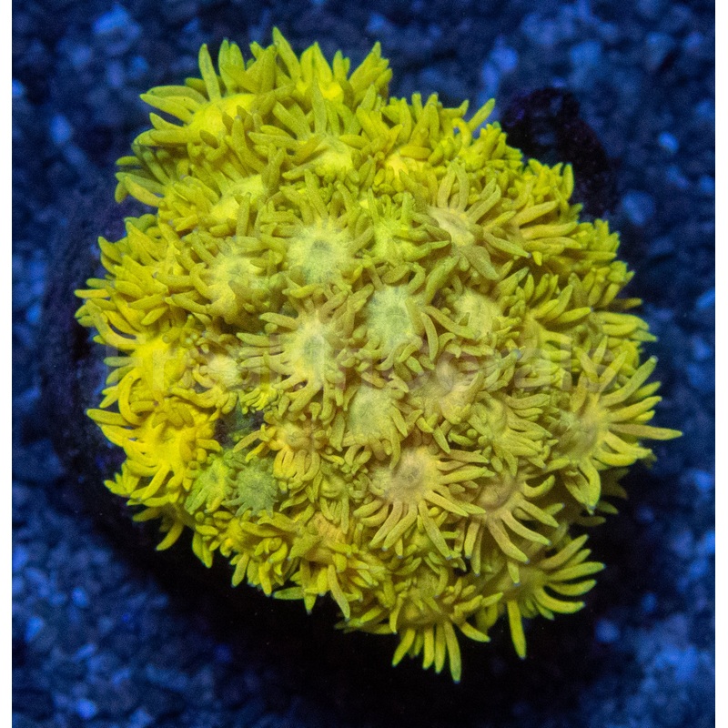 Goniopora Ultra Yellow Mini Colony  Size S, Indonesia