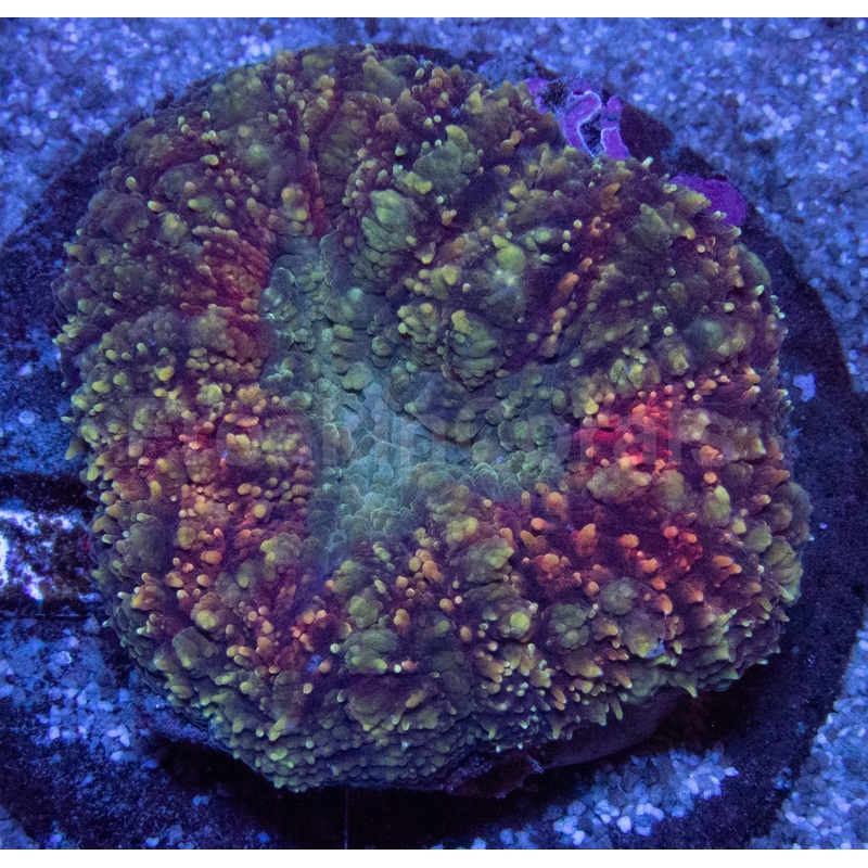Green and Red Lobophyllia