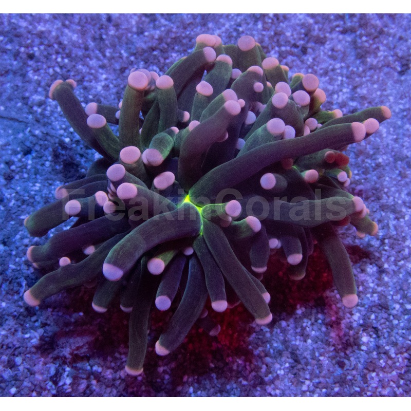 Green Joker Torch Coral