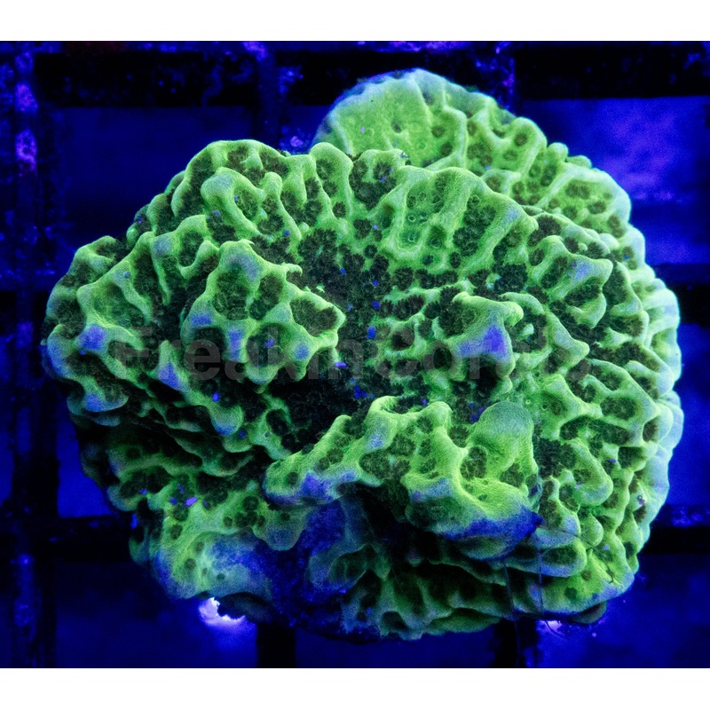 Green Montipora