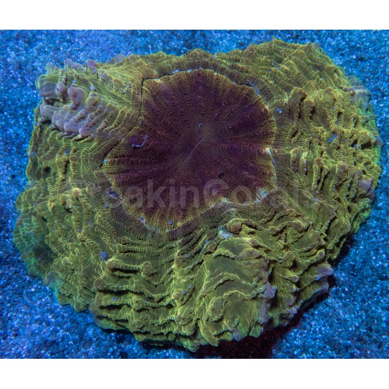 Greenish Gold Acantophyllia