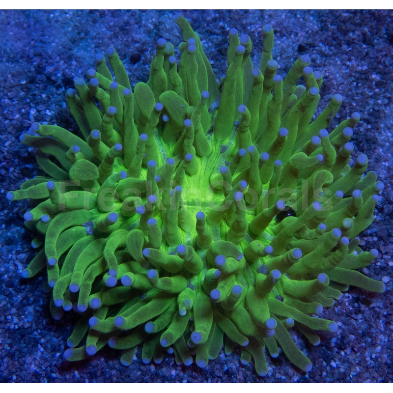 Heliofungia Blue Tip